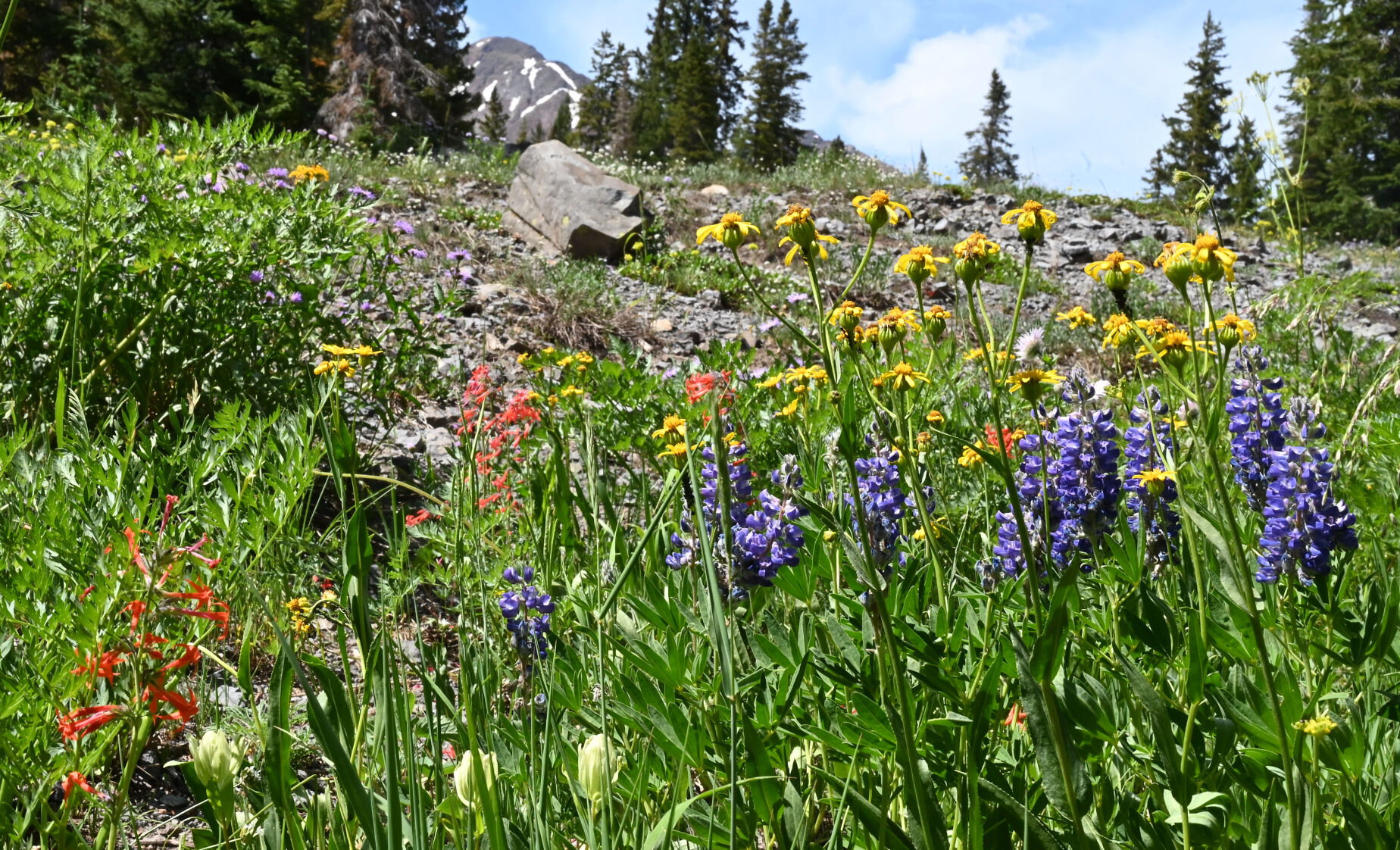 072420-news-wildflowers 16.JPG